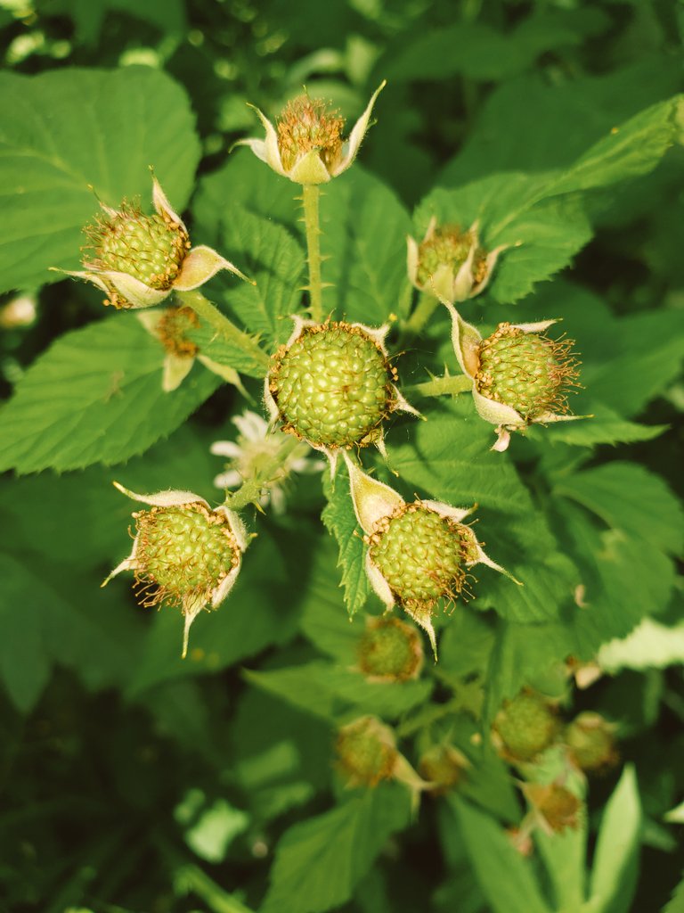 Baby raspberries