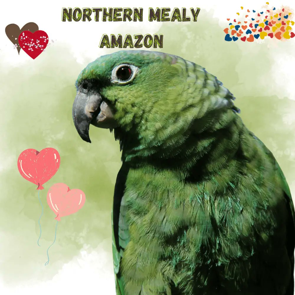 Northern mealy amazon
#amazonparrot #parrot
