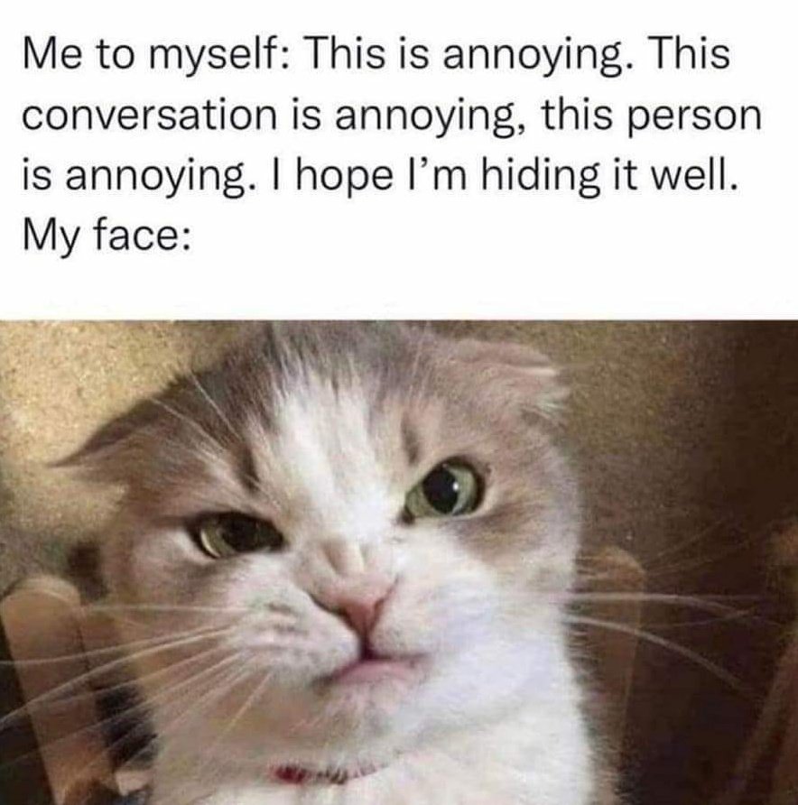 dailydose_cats's tweet image. 