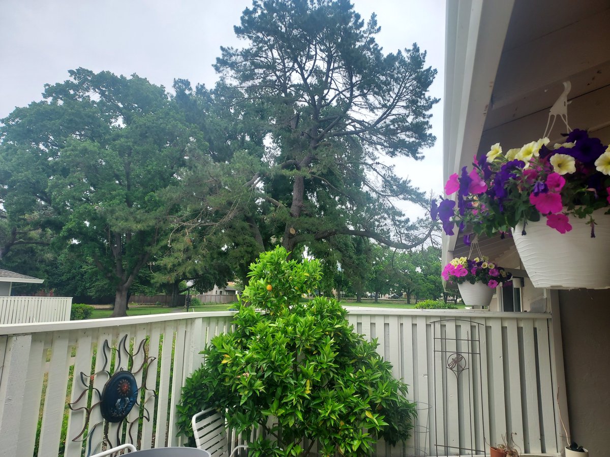 nasty_broad's tweet image. Show me your view,  please? #YourView here's my small condo patio looking east to a park. And then my darling girls, who are often next to me while I read.