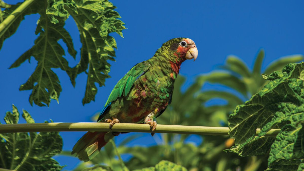 Cayman_Islands's tweet image. Basking in the beauty of the Bluff. Birdwatching at the Parrot Reserve. Discovering sunken treasure. Reveling in the glow of golden hour. Welcome to summer break on Cayman Brac. #Summer2023 #VisitCaymanIslands #CaymanBrac