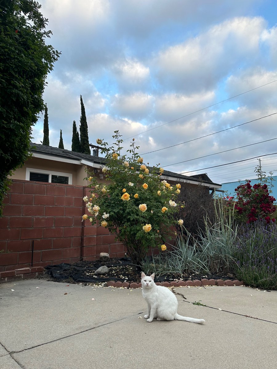 Kim Renfro tweet media