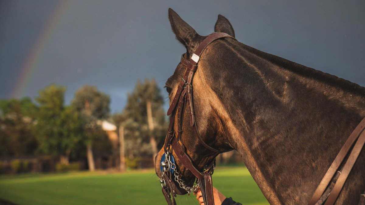 Ham Polo Club tweet media