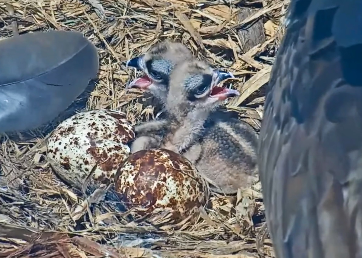 The second osprey chick hatched around 7am today (May 26), just about 24 hours after the first chick. Will the third chick hatch tomorrow at 7am as well? Watch live at boco.org/osprey