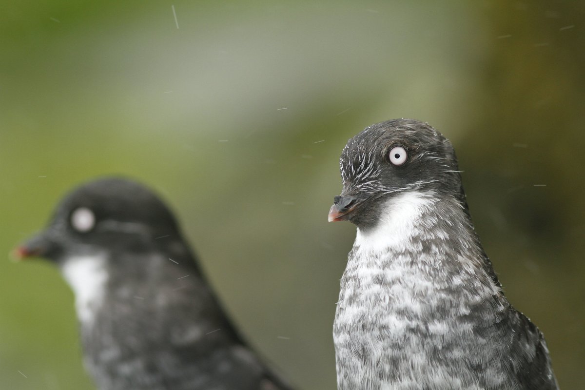 Why does the least auklet always look like you just handed them a life sentence?