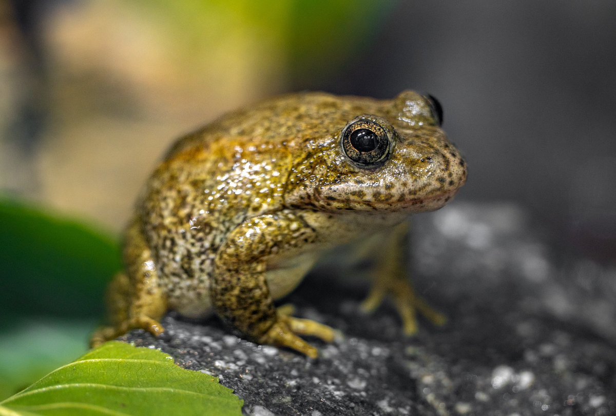 JulioCCastro91's tweet photo. The @LAZoo is the only zoological setting guests can see Southern Mountain Yellow Legged Frogs! 🐸Shot on the Z50 + NIKKOR Z 70-200mm f/2.8 S lens, @NikonUSA. With team effort and focusing on local conservation, we can help species like these California native frogs. https://t.co/pAAT0k3ZTT