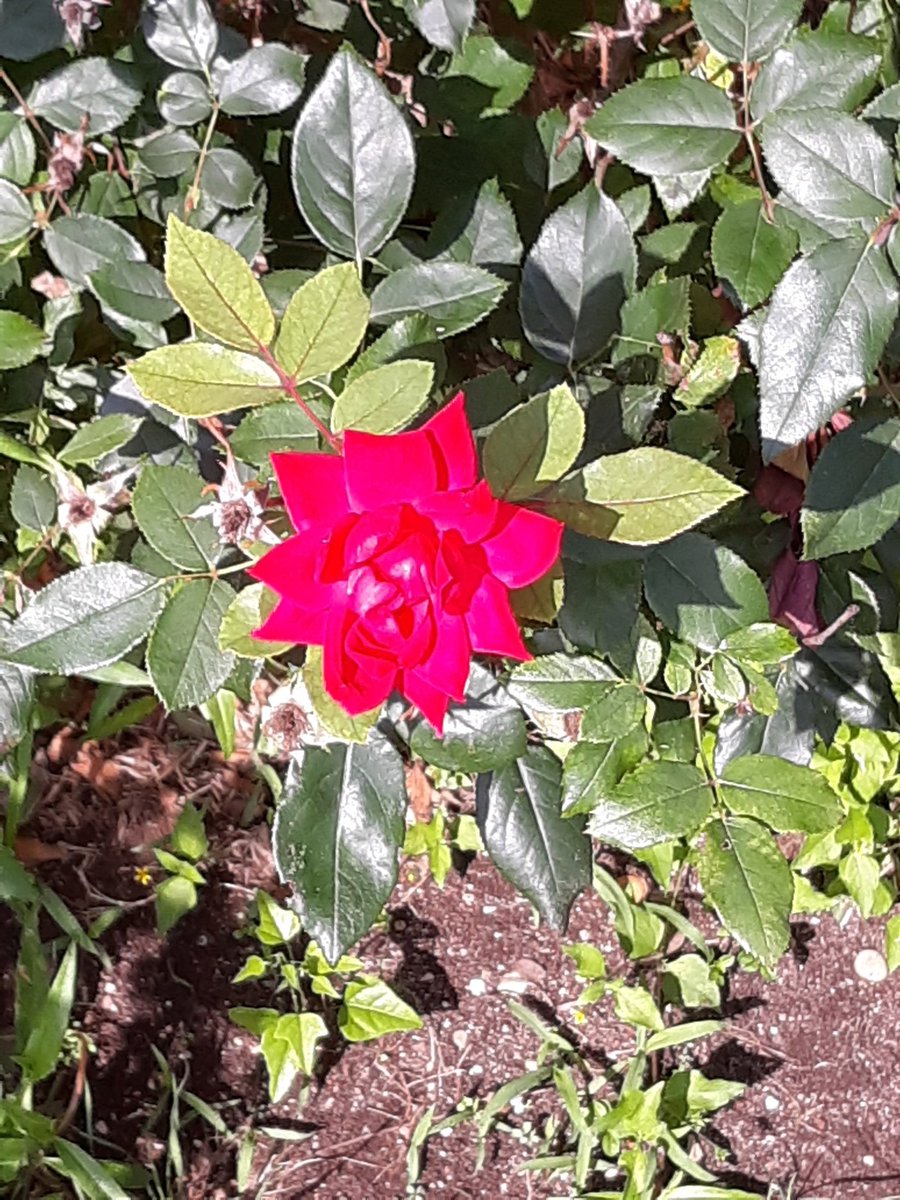On my walk...
the last red rose.