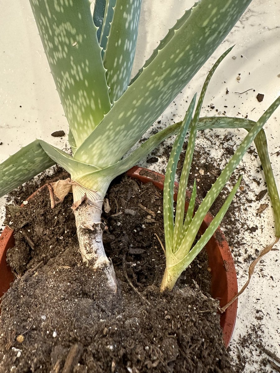 Nick Morgan (parody) tweet media