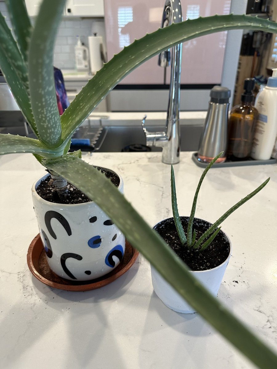 Nick Morgan (parody) tweet media