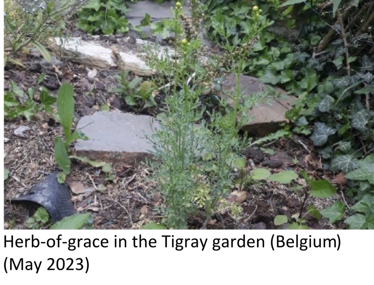 ProfKindeya's tweet photo. Prof Jan Nyssen established a modest Tigray botanical garden in Belgium!  Prof J. Nyssen is simply amazing &amp; this is best ever gift to Tigray! We can not thank you enough. 
https://t.co/vpuc9olzy5 https://t.co/qUaKkCQsJN