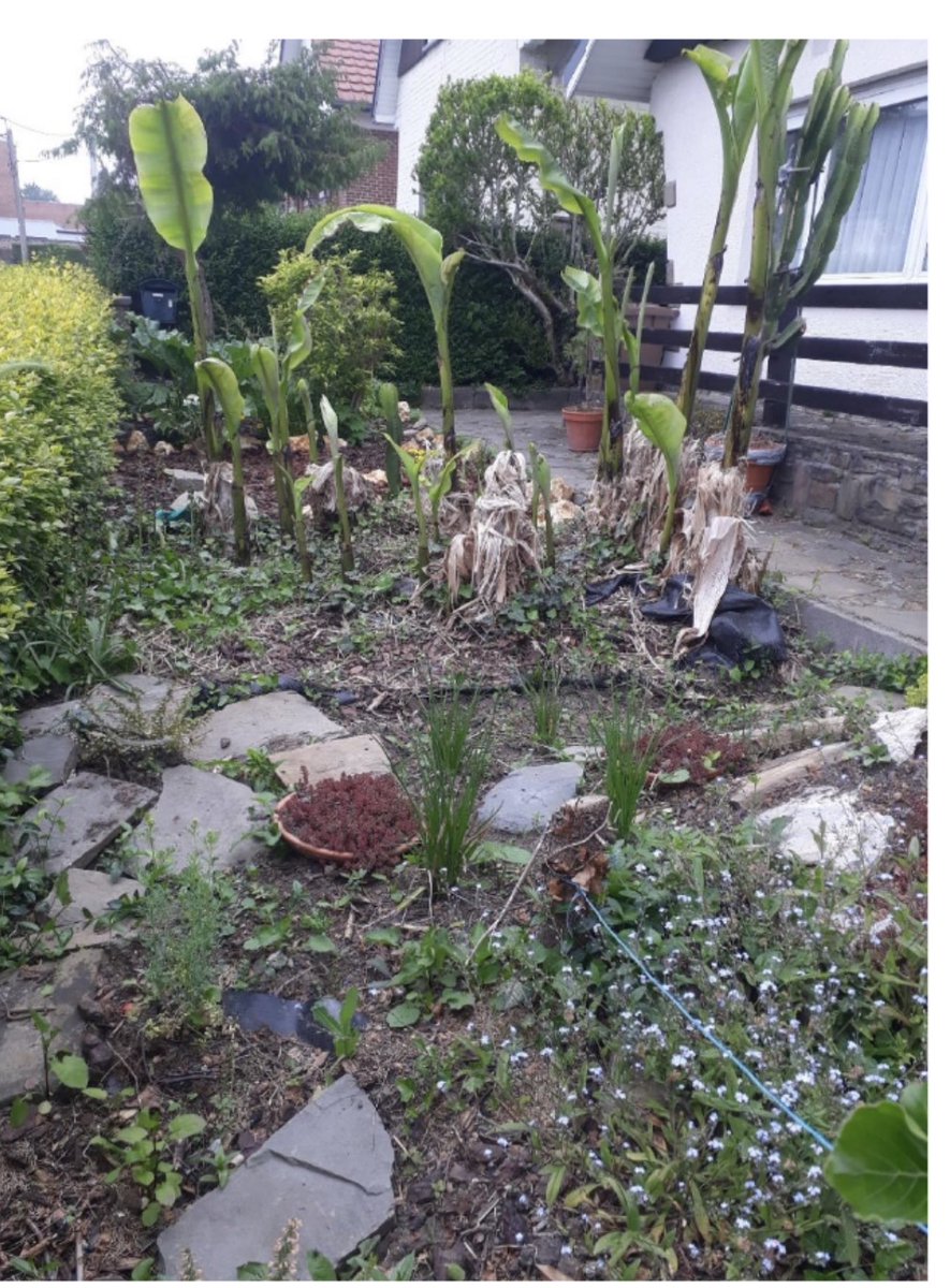 ProfKindeya's tweet photo. Prof Jan Nyssen established a modest Tigray botanical garden in Belgium!  Prof J. Nyssen is simply amazing &amp; this is best ever gift to Tigray! We can not thank you enough. 
https://t.co/vpuc9olzy5 https://t.co/qUaKkCQsJN