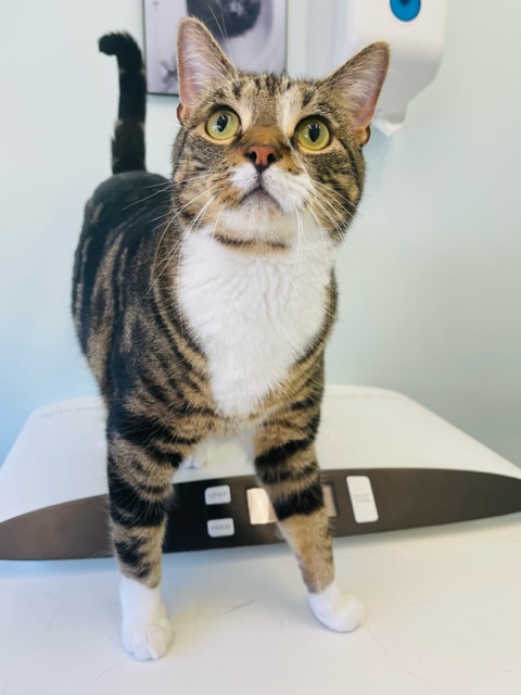 mini_wright's tweet image. Say hello to Quinn!  He was so relaxed and friendly this afternoon when he came to see vet Lucie.  
We hope you have a relaxing bank holiday weekend.  We will be covering any emergencies, until we are open on Tuesday.