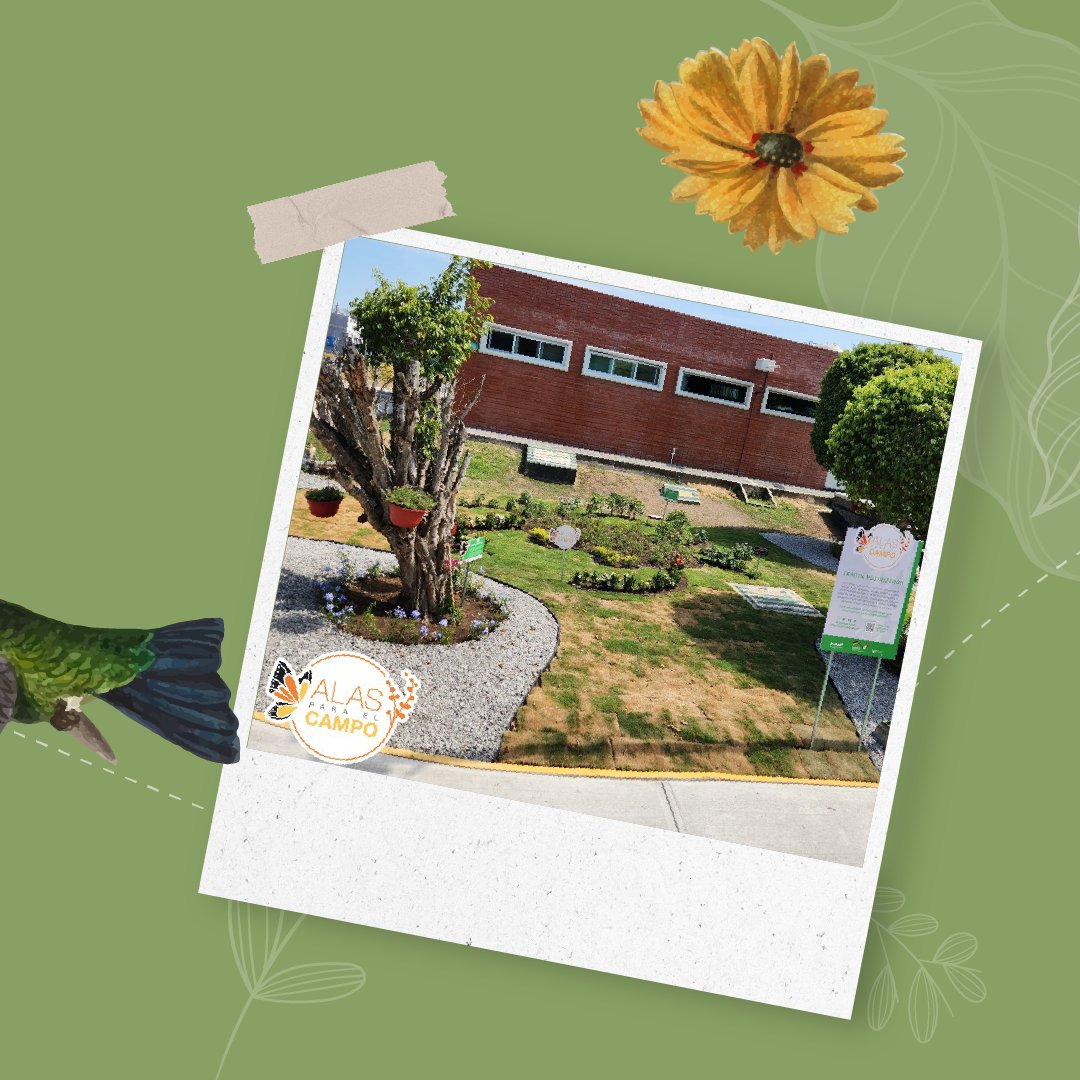 alasparaelcampo's tweet image. En Alas para el Campo tenemos 3 años #protegiendo y #conservando a las especies de polinizadores. Hoy celebramos la apertura de un nuevo jardín polinizador en el sitio de @BASF enAltamira, Tamps.

Sigamos brindando #alasparaelcampo para asegurar un futuro sustentable.