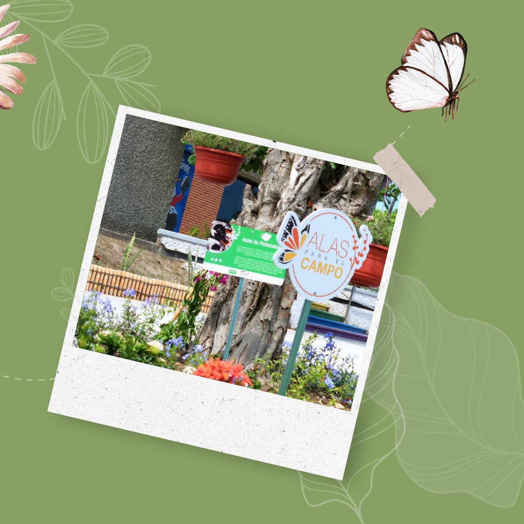 alasparaelcampo's tweet image. En Alas para el Campo tenemos 3 años #protegiendo y #conservando a las especies de polinizadores. Hoy celebramos la apertura de un nuevo jardín polinizador en el sitio de @BASF enAltamira, Tamps.

Sigamos brindando #alasparaelcampo para asegurar un futuro sustentable.