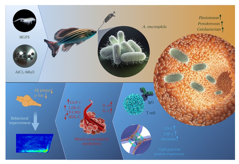 ASMicrobiology's tweet photo. Pasteurized Akkermansia muciniphila—a type of gut bacteria—improves &amp; prevents diabetes complicated with Alzheimer's disease in a new zebrafish mode, providing ideas for the prevention/treatment of diabetes &amp; Alzheimer's. Learn more in @JournalSpectrum: https://t.co/Syw5POjAxV https://t.co/YeQDEFhBTA