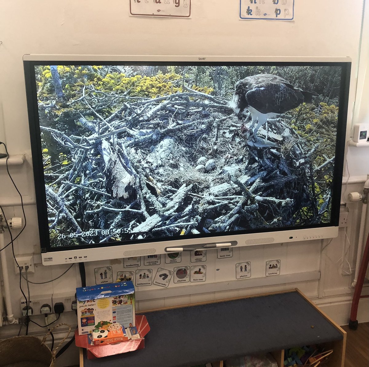 Sam Lloyd (@samlloyd389_sam) on Twitter photo Owls class at Pamphill First School love watching Osprey cam every Friday. They lucked out this morning seeing 022 bringing in a fish and tucking in. Inspiring the next generation! <a href="/harbourbirds/">Birds of Poole Harbour</a> <a href="/DorsetBirdClub/">Dorset Bird Club</a> Owls class at Pamphill First School love watching Osprey cam every Friday. They lucked out this morning seeing 022 bringing in a fish and tucking in. Inspiring the next generation! <a href="/harbourbirds/">Birds of Poole Harbour</a> <a href="/DorsetBirdClub/">Dorset Bird Club</a>