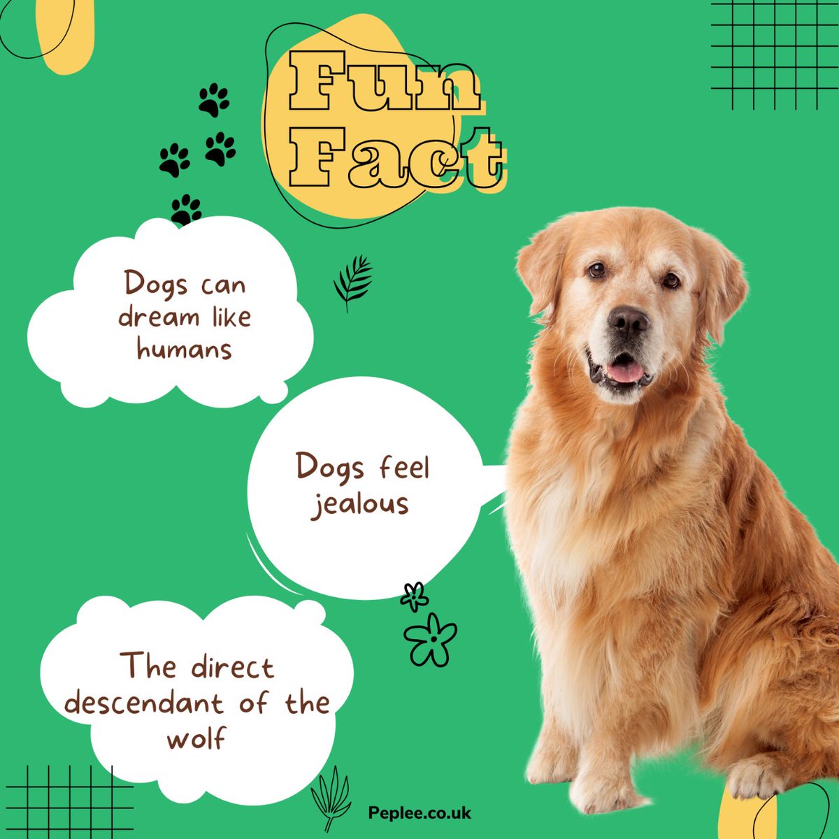 Fun Fact: Did you know dogs can dream like humans? 😮💭 They also feel jealousy and are direct descendants of the wolf! 🌟 
#peplee #petcare #cutepets #petwellness #fatcs #petservices  #Dogdreams #Jealousdogs #Wolfdescendant #Mindblown #dogsfacts