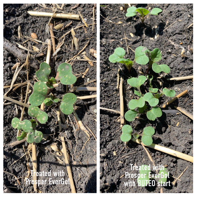 Bayer4CropsCA's tweet photo. We're starting to see #canola come through in #WestCdnAg... but we've also been seeing 🤢 pics of flea beetles in the field 👎
Lucky for the growers who've got #BUTEOstart on their canola, the #BUTEOstartAdvantage is already showing off 💪 https://t.co/Bo7oow9qyI https://t.co/Ns4D2e3SFo