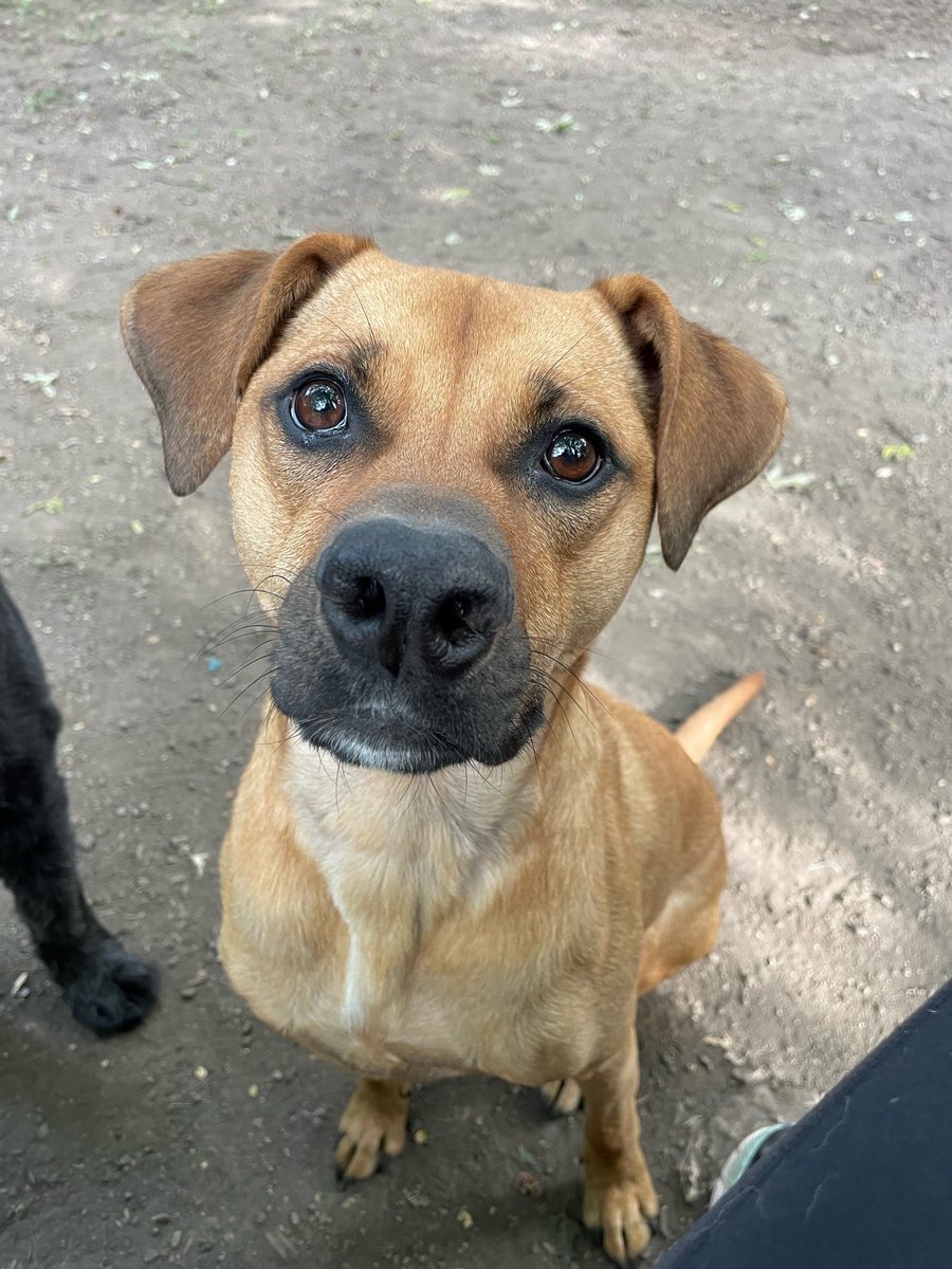 TopNotchKennels's tweet photo. If you would like to make a reservation, you can check out the different options on our website!! Call or email to make a reservation https://t.co/dFE9UHTykG https://t.co/a1NL60fE0v