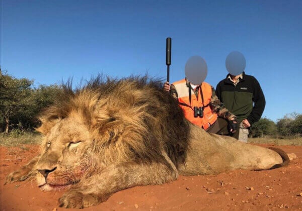 PETA_France's tweet photo. Quand est-ce qu'UPS va arrêter de soutenir la chasse aux "trophées" et l'abattage d'éléphants, de lions et d'autres animaux magnifiques ?

Agissez avec nous pour convaincre l'entreprise de changer sa politique : https://t.co/niP7R4Ri8L https://t.co/HNqvxishig