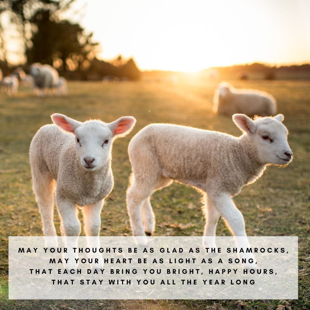 We hope all our fellow small-business owners and friends have a lovely week! 🤍🤍🤍

#lambtastic #lambtasticfarms #lambing #shepherd #foodlover #canadianbusiness #lethbridge #sheep #lambsofinstagram #meat #lambchops #alberta #lambingseason #shoplocal #lamb #farmlife #sheepfarm