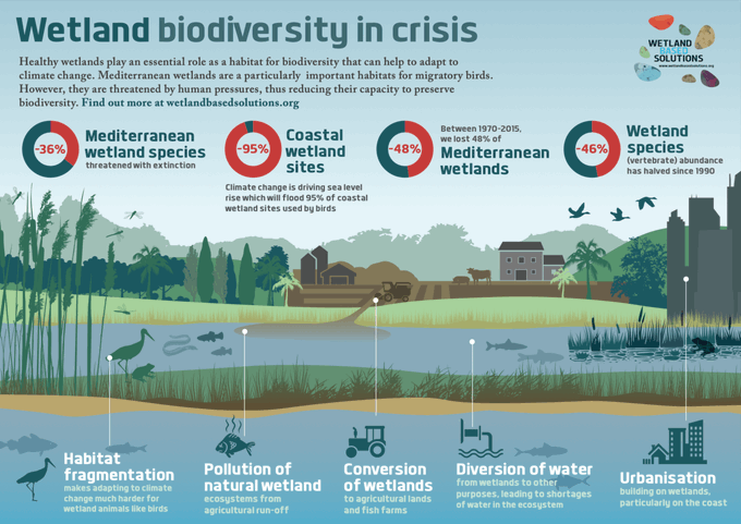 UNBiodiversity's tweet photo. On #BiodiversityDay, take a look at this insightful infographic via @WetlandsNbS shedding light on the human pressures threatening Mediterranean #wetlands and the urgent need to preserve #biodiversity! 

Infographic 👉 https://t.co/Z4q2uKsfht https://t.co/rAMummjtVW