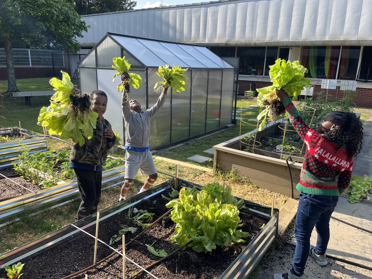 LouisAmodio's tweet photo. Spent our last day of school harvesting and preparing a huge salad made entirely from veggies grown in our garden! Lettuce, kale, radish, beans, peas, dill and strawberries! @APSClevelandES @TheCAEPrincipal @ctae_in_aps @APS_K5Science https://t.co/WrvmWVARXh