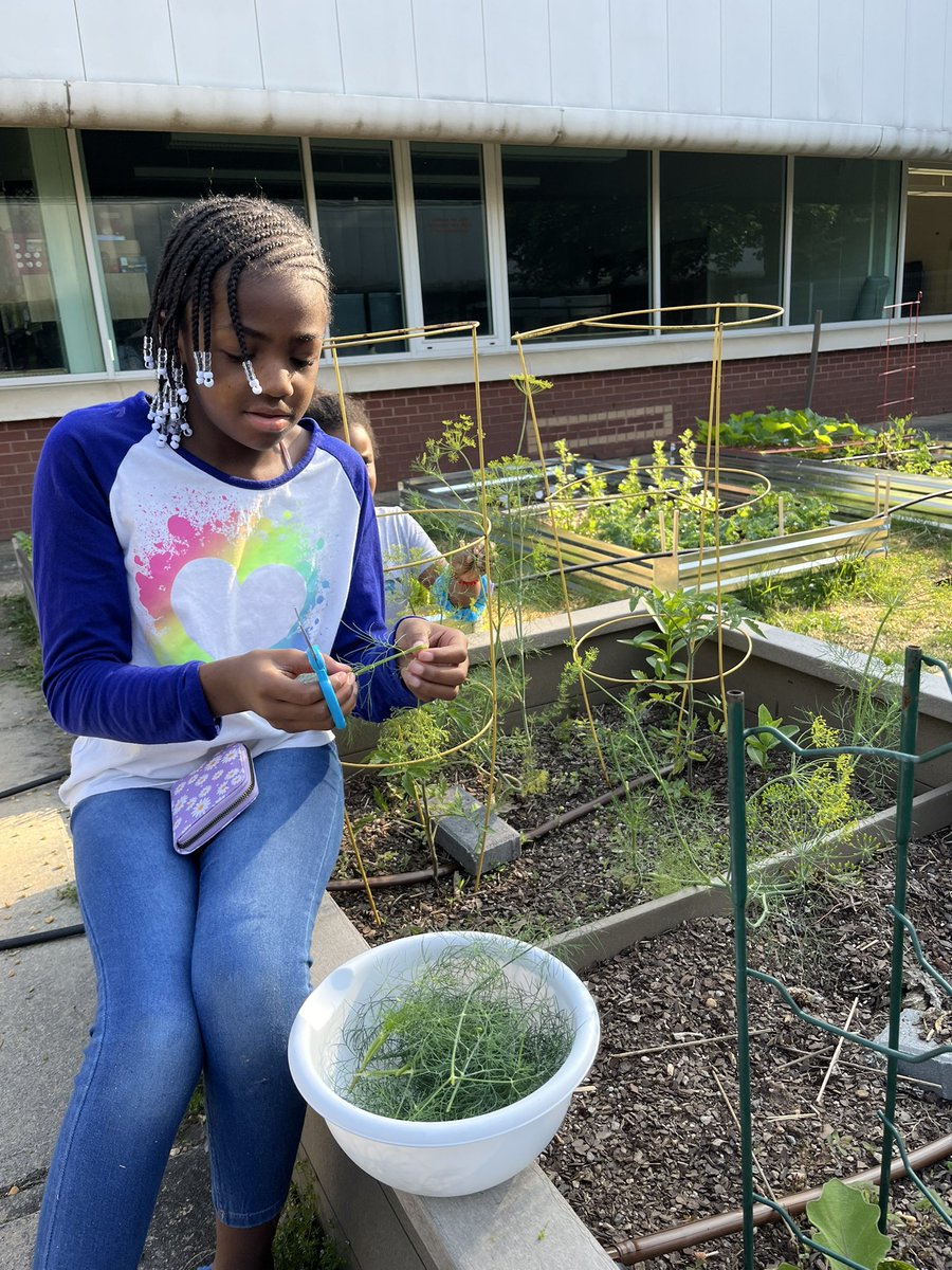 LouisAmodio's tweet photo. Spent our last day of school harvesting and preparing a huge salad made entirely from veggies grown in our garden! Lettuce, kale, radish, beans, peas, dill and strawberries! @APSClevelandES @TheCAEPrincipal @ctae_in_aps @APS_K5Science https://t.co/WrvmWVARXh