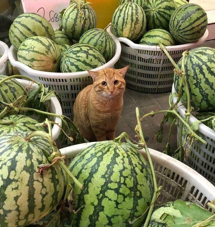 A melon merchant

                         He couldn't find a buyer

the night was falling.