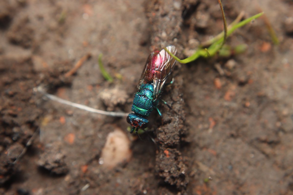 entomolojosh's tweet photo. Great time @ #AqualateMere today w/ @wildmaude, Joe &amp; Sofie (not on Twitter). Saw lots of fun #species, all for the 1st time!
Agrypus murinus, Chrysis sp., Small China-mark (Cataclysta lemnata), Black-spotted Longhorn (Rhagium mordax)
#entomology #insects https://t.co/IJhHFGgEYV