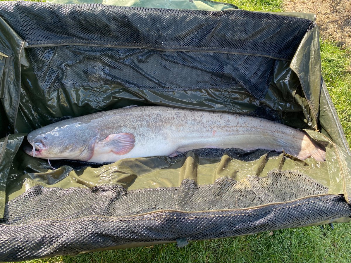 The smaller catches from my recent 72hr social, brilliant time on the bank as always with great company good food and many laughs roll on the next one.

#photooftheday #carpfish #angling #carpy #familyfishing #catchandrelease #angler #carpfishing #fishingislife #fishingaddict