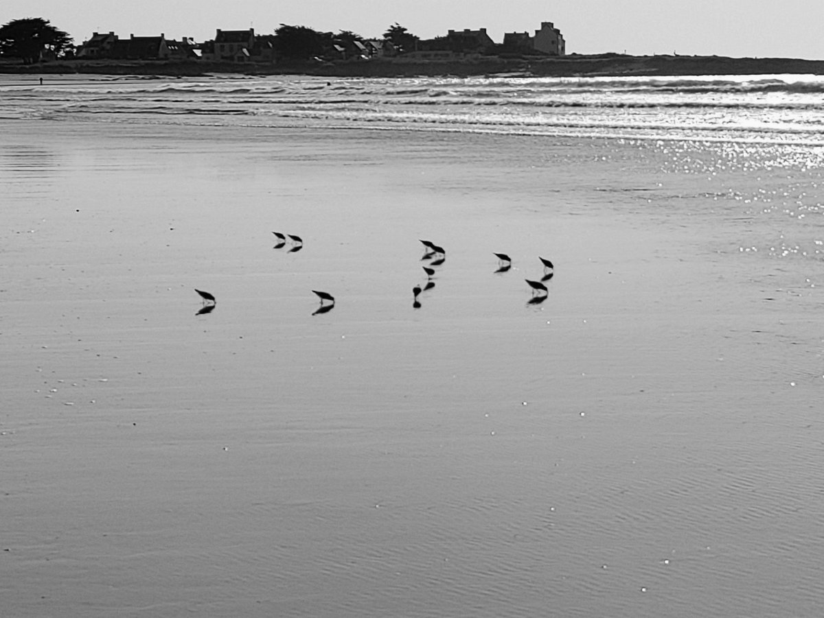 Les petits princes de l'estran
Pors Carn
#Breizh #Bretagne #PaysBigouden