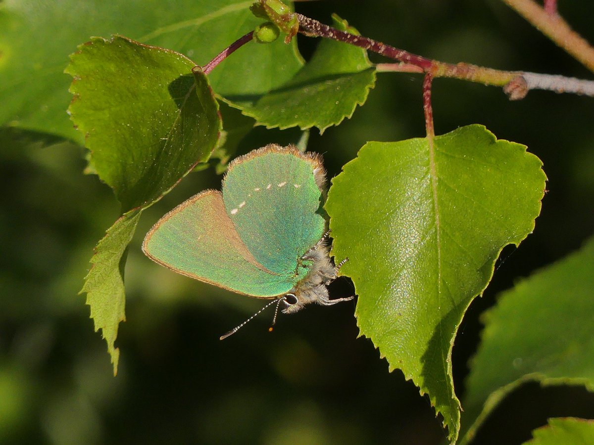 Steve Thorogood (@stevethorogood8) on Twitter photo Green Hairstreak identifying as a leaf. Poor’s Allotment. <a href="/gloswildlife/">@Gloucestershire Wildlife Trust</a> <a href="/savebutterflies/">Butterfly Conservation 🦋</a> Green Hairstreak identifying as a leaf. Poor’s Allotment. <a href="/gloswildlife/">@Gloucestershire Wildlife Trust</a> <a href="/savebutterflies/">Butterfly Conservation 🦋</a>