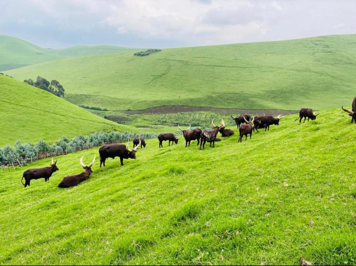 Présents dans plusieurs paysages de notre pays la RDC, ces bovins produisent du lait, de la viande, du fromage, du fumier etc...
Une bonne politique d'encadrement des acteurs de cette filière est d'une très grande importance.