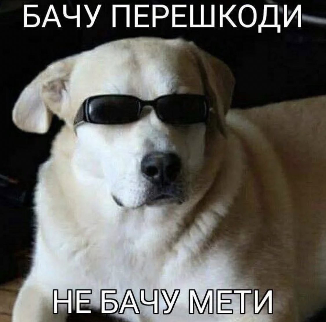 Даша 🍉🇺🇦 on Twitter: "RT @NetaNatalie: Це ж я"