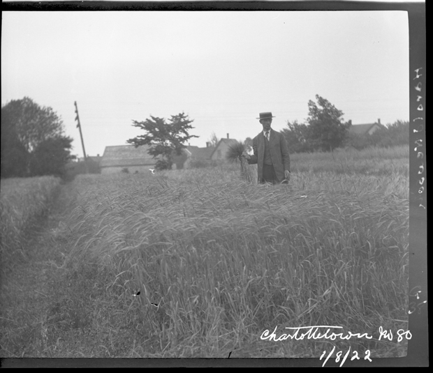 Our next #FridayFlashback image is: Acc2320/21-1 'Charlottetown #80 Barley,' 1922 
When the Woolners of Rustico came to the Island, they brought with them the seed of an English barley named Chevalier.  
#PEIAg #CdnAg #PEIAgriculture #PEI #Farming #Barley