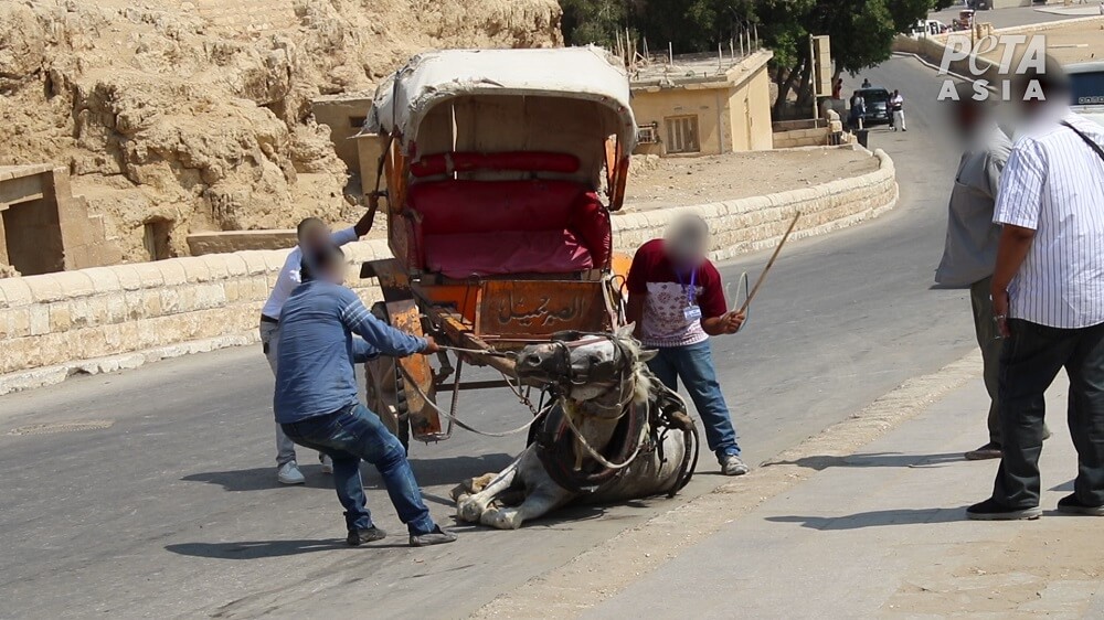 Ce cheval s'est effondré d'épuisement et a été battu jusqu'à ce qu'il se relève.

Ne montez jamais dans des calèches tirées par des animaux.