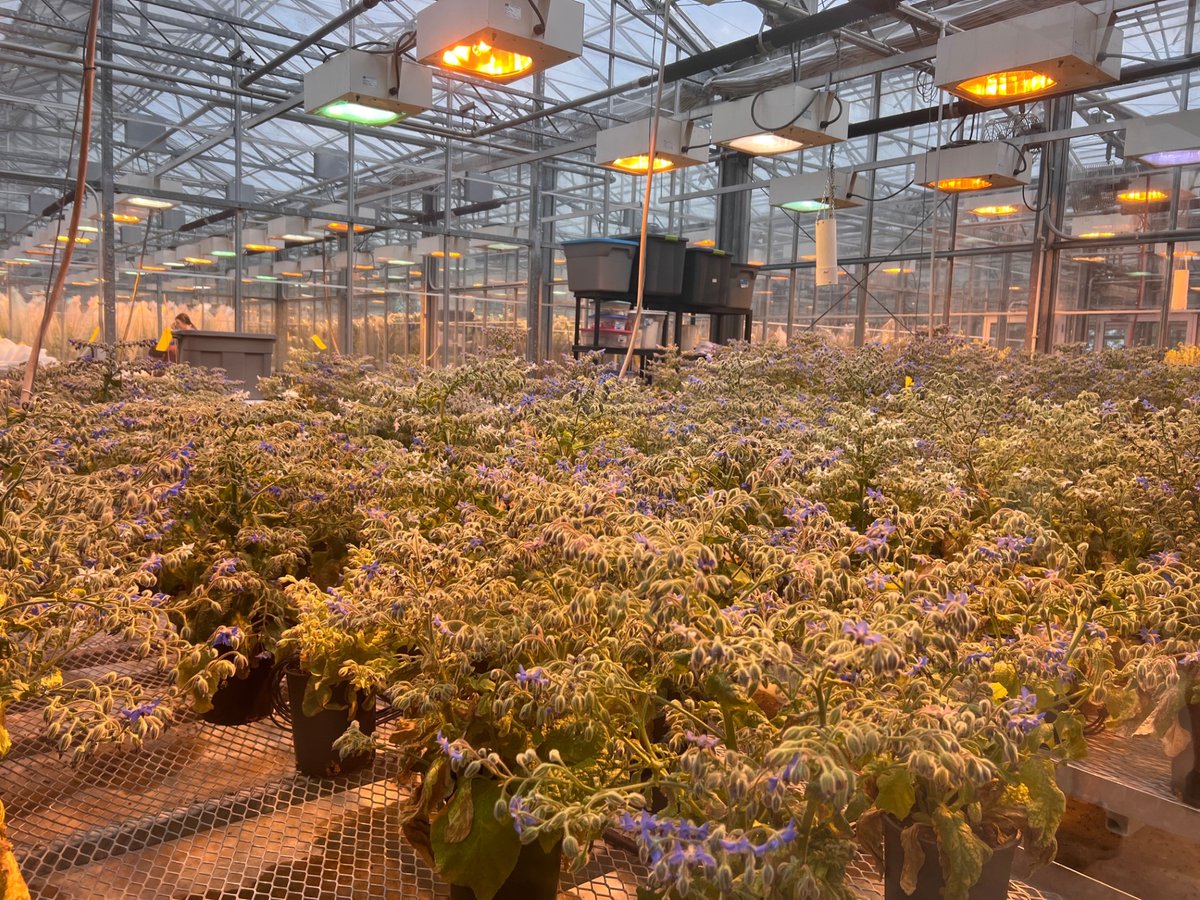 SaskCode's tweet image. 🌾Exciting day at the SIEC's spotlight on Agriculture at Innovation Place and the Dpt. of Ag! 🎓🌿From geneticists to horticulturists- the opportunities are endless! 🚀🌎Ready to grow, innovate, and contribute to the future of Agriculture! @saskatooniec #CareerExploration #STEM