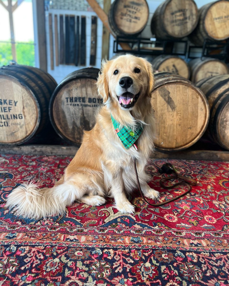 Finn made a pit stop by Whiskey Thief today 🥃

#dogfriendly #whiskeythiefdistillingco #whiskeythief #whiskey #bourbon #bourbontrail #kentuckybourbontrail #kentucky #singlebarrelbourbon #singlebarrel #craftbourbon #craftdistillery