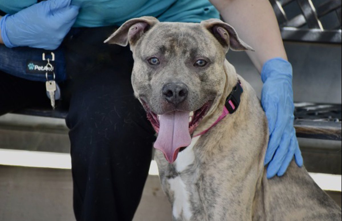 MyBoxerLuvMac1's tweet photo. 💔Thor💔
#NYCACC #170704 1yr
▪️To Be Killed: 5/27💉
▪ $5 Adoptions 2day
▪To #Adopt/#Foster:
▪️Pls DM: @CathyPolicky
@notthesameone2
Or
▪Pls Email:
nycdogslivesmatter@gmail.com
+
▪Fcbk:
https://t.co/fJVgBvc8Ex
▪Solo Pet
▪Live in N.East
▪No kids under 13
Tysvm
💗Thor https://t.co/AGiL1CDhqI