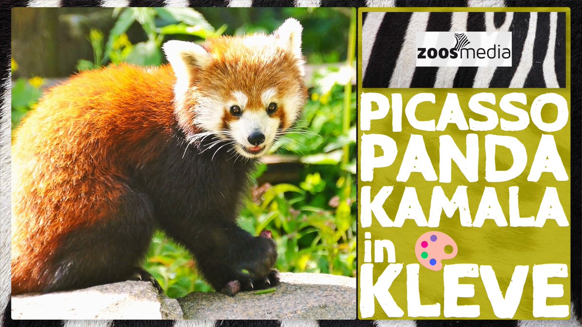 zoosmedia's tweet image. Tiergarten Kleve: NEUE Panda-Anlage

▷ youtu.be/94ahPOyAy6s

Zoodirektor Martin Polotzek stellt die wunderschöne Installation im Interview vor.

#tiergartenkleve #rotepandas #artenschutz #zoos #tiere #pandas #kleve #picassopanda #zoosmatter 🦓