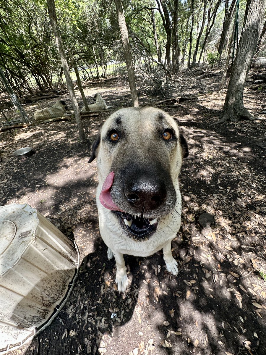 mayahiga's tweet photo. happy dogs in 0.5x from this morning https://t.co/UajNNaixSd