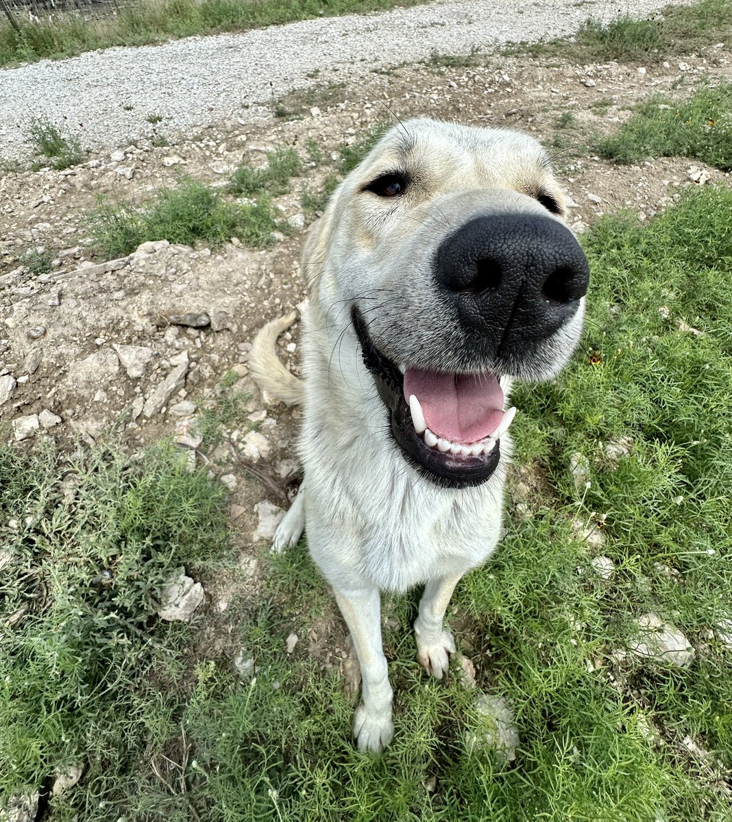 mayahiga's tweet photo. happy dogs in 0.5x from this morning https://t.co/UajNNaixSd