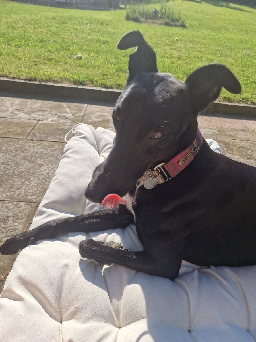MrsFitz09's tweet image. When your dog thinks she's human.... she thinks the sun lounger is for her!! 🤣 #sundog #lurcher