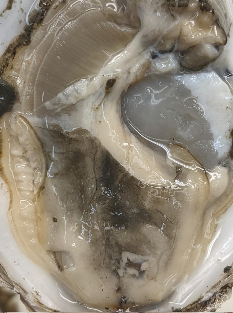Any #oyster people know why this oyster has a blackish colored membrane across its body? I've never seen this type of coloration before. What causes this?

#ScienceTwitter