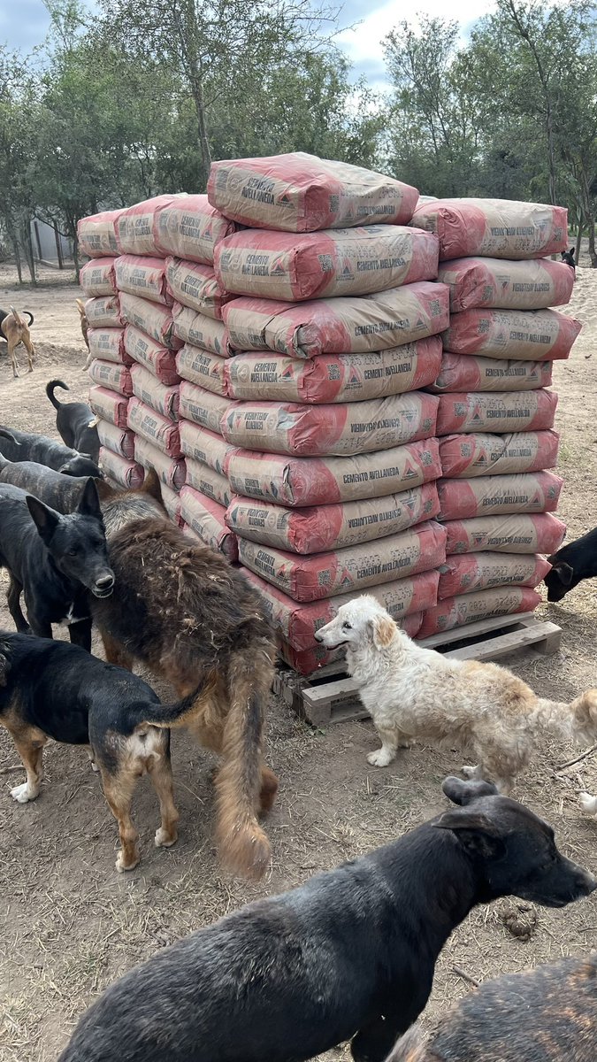 canichones's tweet image. Cómo te decía. Los FERIADOS no son Para nosotros. 

Hoy en NARNIA COMENZAMOS LAS OBRAS !!! 

Inicio de la Construcción de la PLATEA PARA LA CÁBAÑA donde va a funcionar LA VETERINARIA de Los CANICHONES !!! 

Háblame de amor !!! 🐶🐶🐶❤️