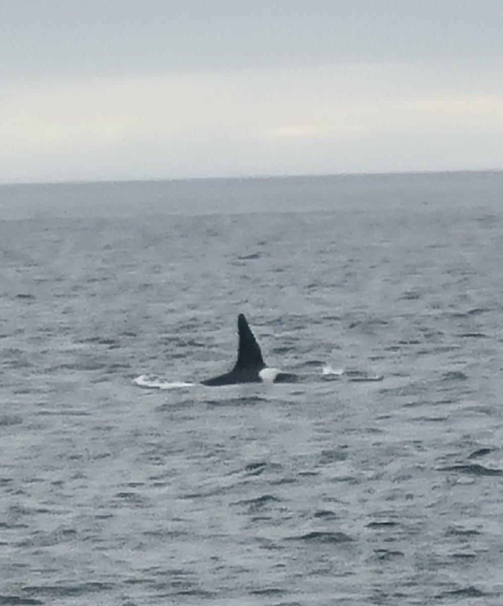 Great sighting of Hulk & Nott from MV Pentland Venture on way back from Orkney tonight. Here’s a pic of Hulk taken by our skipper Ivor. Enjoyed by some early Orca Watchers & Day Trippers #orcas #northcoast500 #venturenorth #seawatch