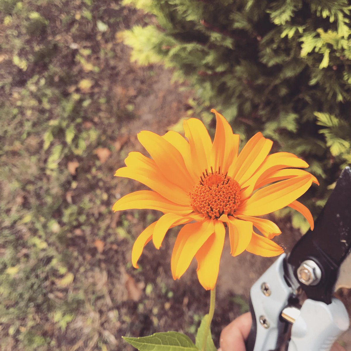 FCBLarsis93's tweet photo. Viel getan heute. Garten sieht wieder normal aus.
#Gartentweet https://t.co/e7wmRLjWtW