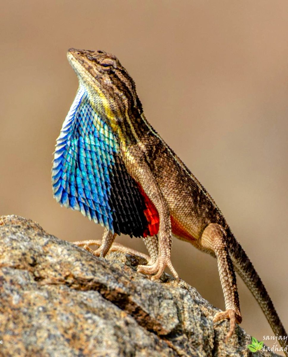 Fan Throated Lizard 

#IndiAves #twitter #spring #nature #life
#ThePhotoHour
#rain
#landscapephotography
#belgaum
#belagavi
@ParveenKaswan
@NatGeo
@BBCEarth
@IndiAves
@KarnatakaWorld
@Natures_Voice