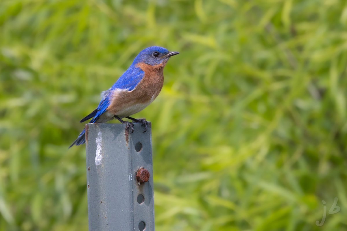 Eastern Bluebird #TwitterNatureCommunity #birding #BirdsSeenIn2023 #birds #birdphotography #BirdTwitter #BIRDER #wildlifephotography #ThePhotoHour #thingsoutside #easternbluebird